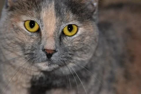 Close Up: Calico Cat Stock Photos