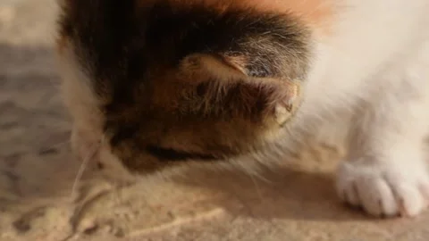 Close-up of a Calico Kitten eating the Ground Stock Footage 320264575