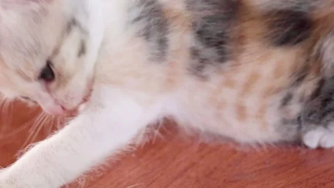 Close Up of Calico Kitten Grooming and Exploring on Wooden Floor Stock Footage 329465952