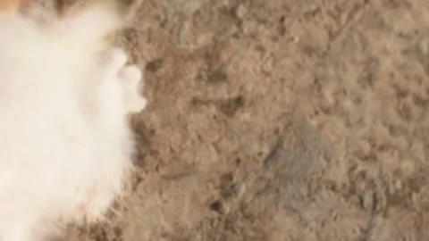 Close-up of a Calico Kitten's Head and Ear Stock Footage 320264527