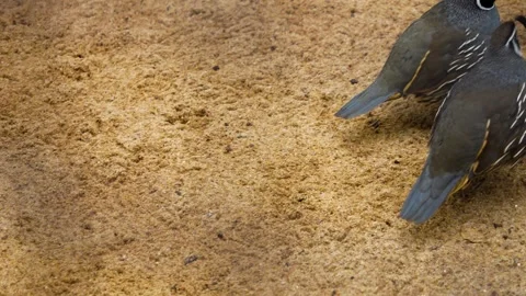 Close up of a california quail Stock Footage 258854864