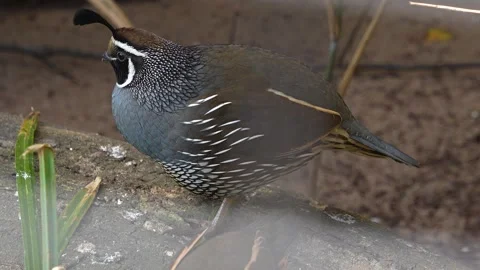Close up of a California quail  Stock Footage 273636628