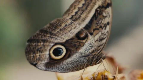 Close-up Of Caligo Telamonius Memnon, Pale Owl Against Blurry Background. Stock Footage 295335662