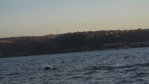 Close call! Seal escapes jaws of leaping great white shark Stock Footage 106316275