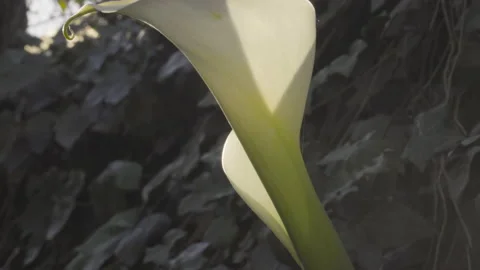 Close up of calla flower moving with the wind Stock Footage 138540216