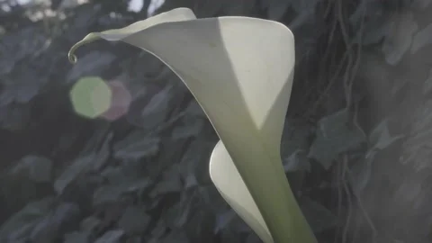 Close up of calla flower moving with the wind Stock Footage 138541926