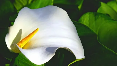 Close up of a Calla Lilly flower surrounded by lush green foliage Stockbeeldmateriaal 244549794