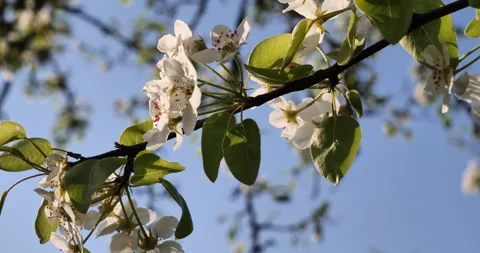 Close-up of Callery Pear Tree in Full Bloom Vídeos de archivo 241210421