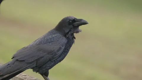 Close-up of a Calling Raven on a Railing Video stock 305703316