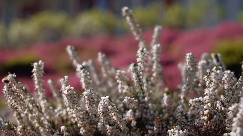 Close up of Calluna flowers. 4K resolution trucking shot. Shallow depth of field Stock Footage 108685705