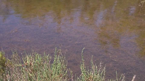 Close-Up of Calm Dark Lagoon Water Surface, Maristany Wetland, Mallorca Stock Footage 340589680