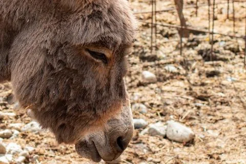 Close-up of a calm donkey facing left with gentle expression in a rustic ou.. Foto stock