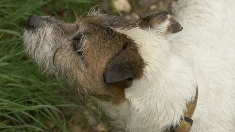 Close up: Calm female Parson Russell terrier looking around in the forest 動画素材 106923579