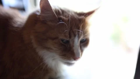 Close-Up of Calm Ginger Cat Relaxing by Window in Soft Natural Light Stock Footage 334690432