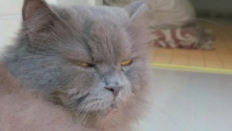 Close-up of a Calm Grey Cat with Intense Yellow Eyes Resting Indoors Stock-Footage 332126127
