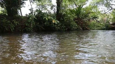 Close up of a calm river flowing in the jungle of Veracruz, Mexico 스톡 동영상 98377477