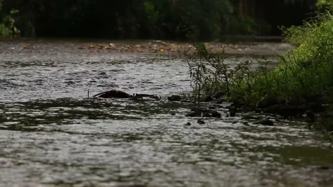 Close up of a calm river flowing in the jungle of Veracruz, Mexico 스톡 동영상 98377779