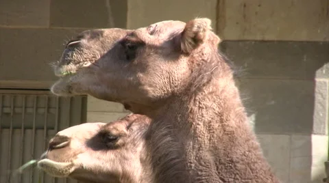 Close up of Camel chewing food Stock Footage 42304134
