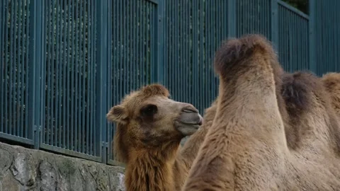 Close up of camel chewing food inside a zoo enclosure with another camel in Stock Footage 325792695
