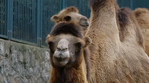 Close up of camel chewing food inside a zoo enclosure with another camel in Stock Footage 325792790