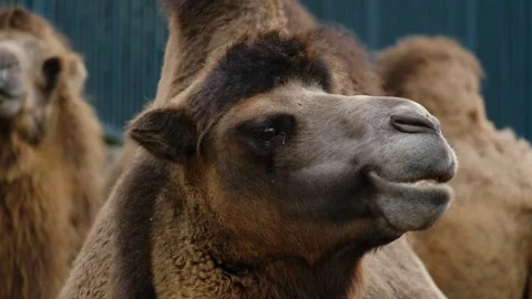 Close up of camel chewing food inside a zoo enclosure with another camel in Stock Footage 325792878