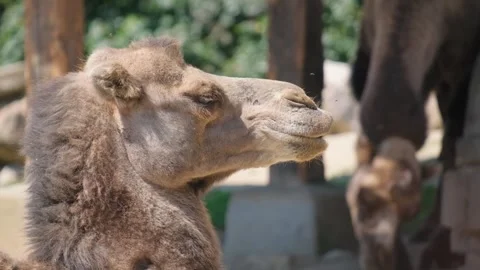 Close-up of a camel chewing food. A two-humped pack animal moves its jaws and Stock Footage 252743061