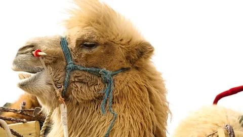 Close-up of camel chewing Stockbeeldmateriaal 88336269