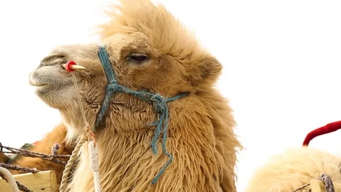 Close-up of camel chewing Vídeos de archivo 88336279