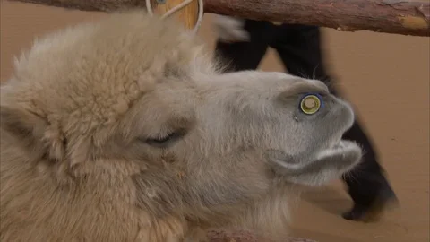 Close-up of camel chewing in Gobi desert Stock-Footage 88336975