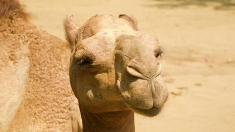 Close up camel. Close camel face. Stock Photos