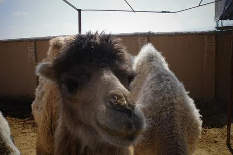 Close-Up of a Camel in a Desert Environment Stock Photos