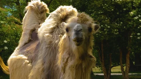 Close up of camel, dromedary Stock Footage 142968879