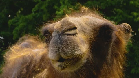 Close up of camel, dromedary Stock Footage 142969134