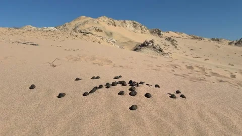 Close Up of Camel Dung Scattered on Golden Desert Sand Dune in Egyptian Sahara Stock-Footage 341838005