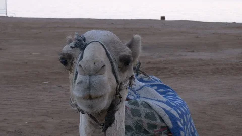 Close up for a camel eating Stock Footage 97530480