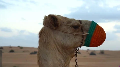 Close up of a camel in emirates Stock Footage 43708809