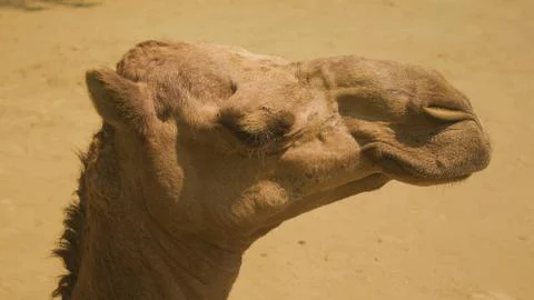 Close camel face. Close up camel Stock Photos