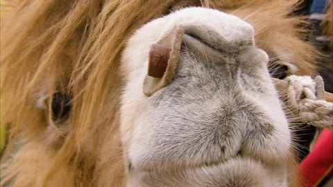 Close-up of camel face Stock Footage 88542429