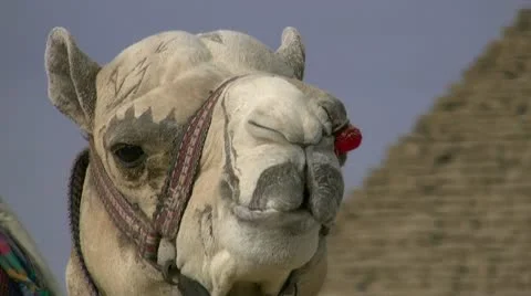 Close up of the camel Stock Footage 10601022