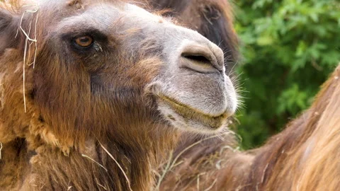 Close up of camel Stock Footage 131412707