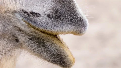 Close up of camel Stock Footage 131412803