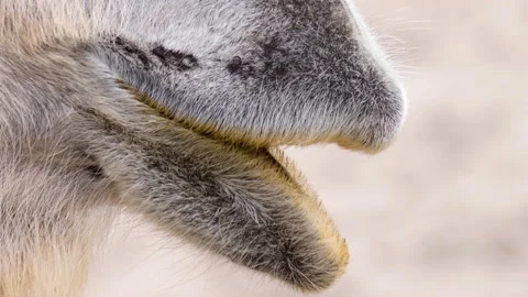 Close up of camel Stock Footage 131413034