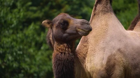 Close up of camel Stock Footage 246549603