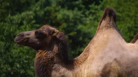 Close up of camel Stock Footage 246549976