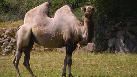 Close up of camel Stock Footage 246594184