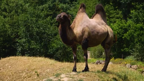 Close up of camel Stock Footage 246595314