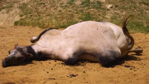 Close up of camel Stock Footage 246596219