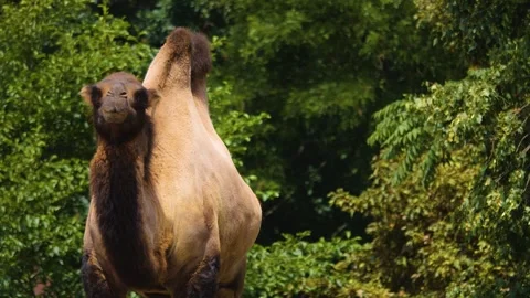 Close up camel Stock Footage 253371240
