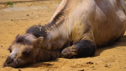 Close up of camel Video stock 253573490