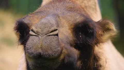 Close up of camel Stock Footage 253573796